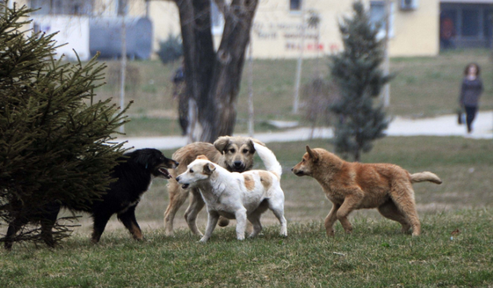 Policia parandalon mbajtjen e garës së qenve në Shtërpcë