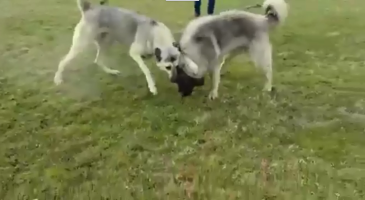 Dhuna ndaj qeneve vazhdon në një tjetër fshat të Kosovës, luftë qensh dhe spektatorë