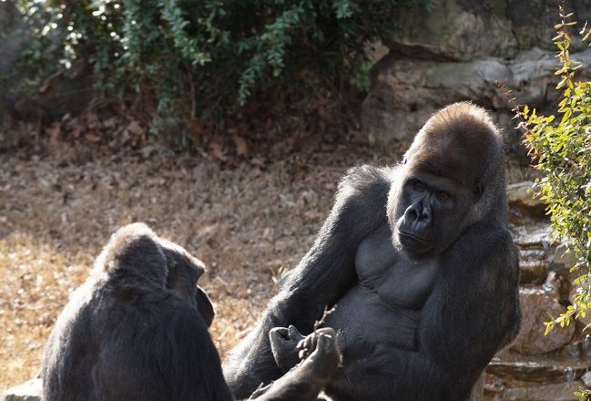 Ekzistojnë “misitni” edhe për gorilla