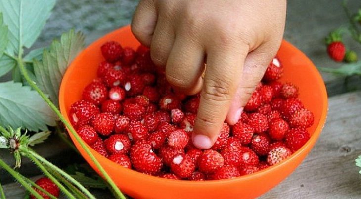 Pemët dhe perimet që kryesojnë listën e ushqimeve me pesticide