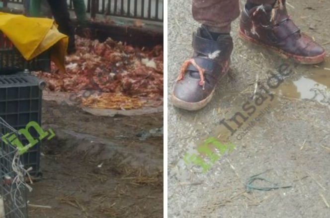 Gjak dhe mbetje të pulave në Zonën Industriale në Prishtinë [FOTO]