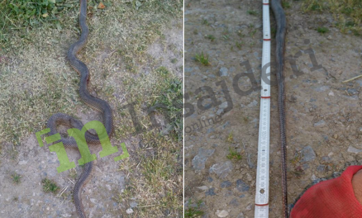 Gjarpri gjigant i hyn në oborr qytetarit në Gjilan – ai e mat me metër