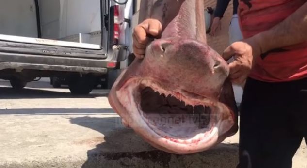 Kapet një peshkaqen i pazakontë në trojet shqiptare