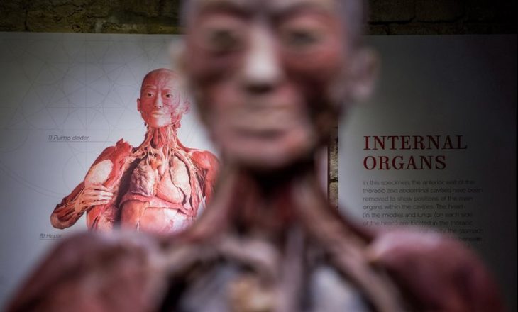 Shkencëtarët zbulojnë edhe një organ të ri