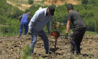 Shpikja e banorëve në Hade dhe Shipitullë që me arra të përfitojnë nga shteti