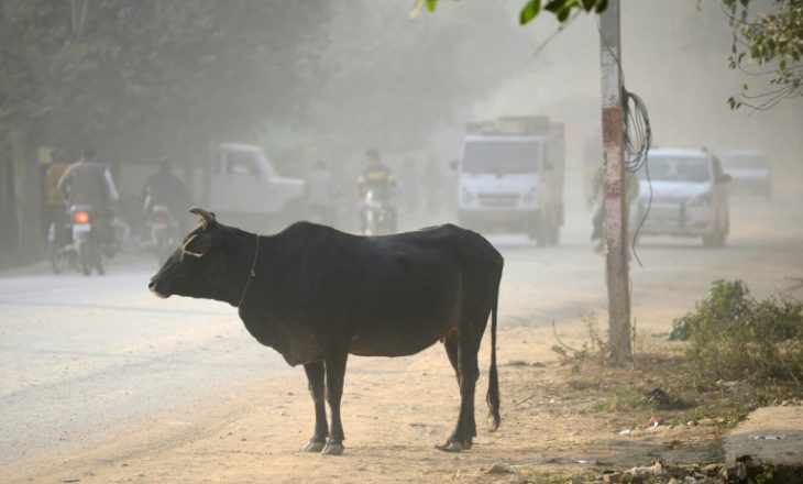 45-vjeçari në Indi rrahet për vdekje pasi theri lopën