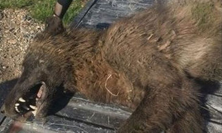 “Ujku” i çuditshëm, ekspertët nuk e dinë ç’është
