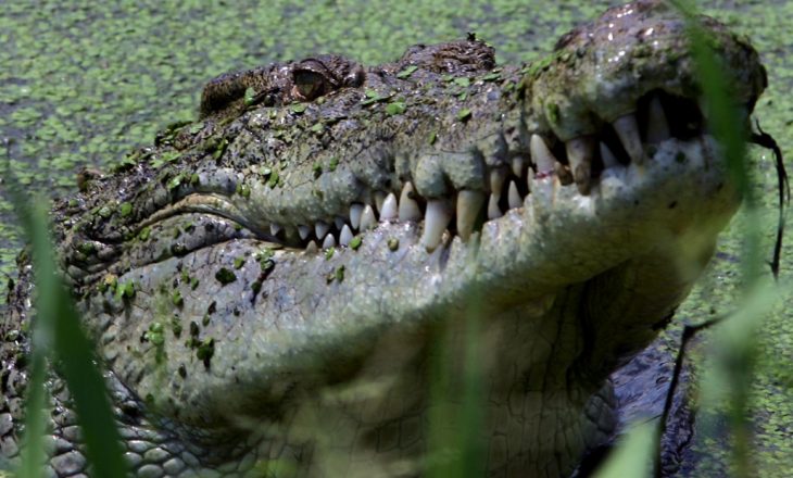 Krokodili e vret klerikun në mes të kryqëzimit masiv