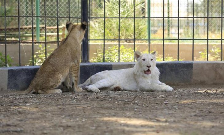 Luanë dhe tigra ikin nga një kopsht zoologjik në Gjermani