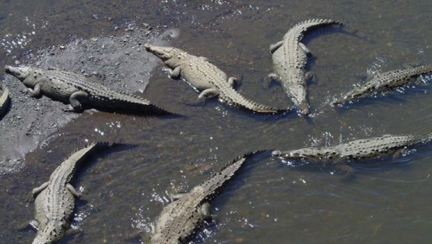 Hynë në fermë dhe i masakruar 300 krokodilë – për gjakmarrje!