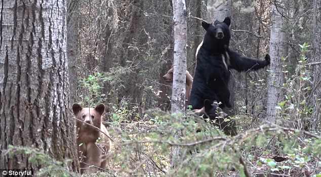 Po e filmonte ariun me këlyshët e vet, por gjuetarit i doli situata nga kontrolli (Video)