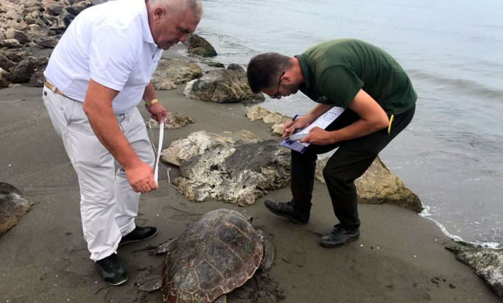 Breshka që “refuzon” të largohet nga Shqipëria