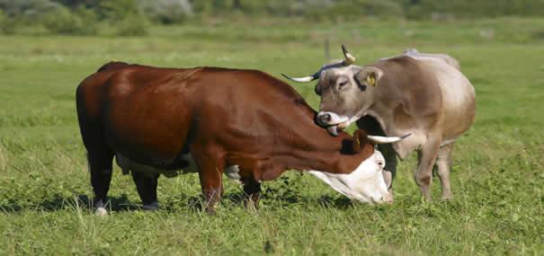 Shpeshtohen vjedhjet e lopëve në Novobërdë