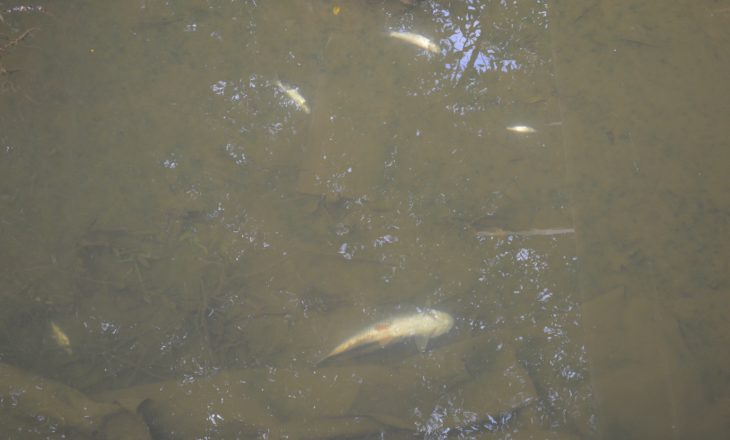 Ngordhja e pazakontë e peshqve në Mirushë – Ministria heton rastin  