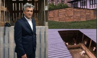 8 lopë Kosove të mbyllura për 1 muaj në emër të artit, plus 40 mijë euro shpenzime nga shteti