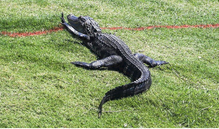 Aligatori vret gruan derisa ajo shëtiste qenin në Kaliforninë Jugore