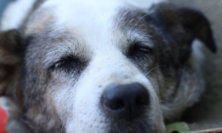 Qeni në Vushtrri tash 6 ditë pa hëngër pret pronarin që u nda nga jeta