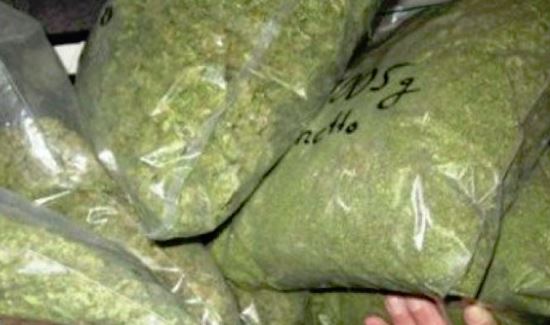 Në Istog kapen 145 kg marihuanë, tre të arrestuar