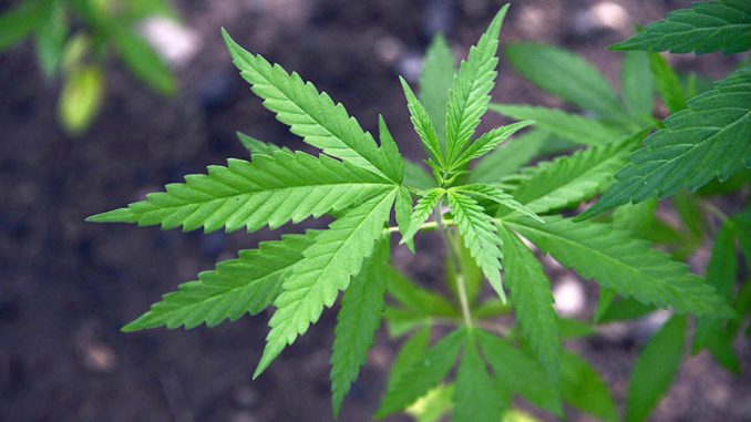 Draft – propozimi për legalizimin e kanabisit për ta kultivuar në shtëpi