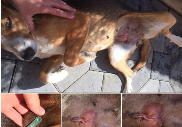 AUV-i akuzohet se kontraktoi veterinerë që po i mbysin qentë