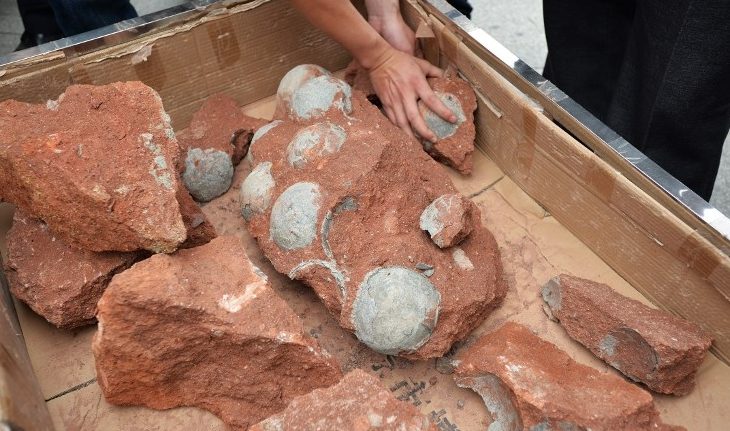 Në Kinë gjenden vezët e dinozaurit të vjetra 80 milionë vjet