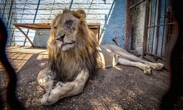 “Daily Mail” publikon fotot shokuese: “Kopshti zoologjik i ferrit në Fier”