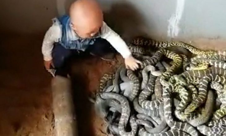 Video që po thyen rrjetin: Bebja luan me gjarpërinjtë