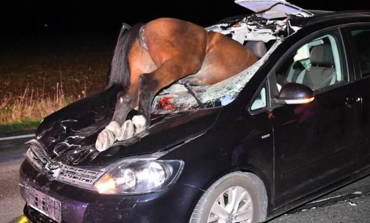 Aksident i pazakonshëm: Kali futet brenda në veturë