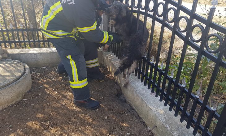 Ja si e shpëtojnë zjarrfikësit e Malishevës një qen të bllokuar në rrethoja