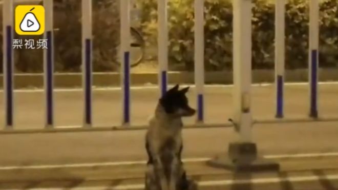 Qeni pret për 80 ditë në rrugën ku vdiq i zoti, videoja virale prek përdoruesit e rrjeteve sociale