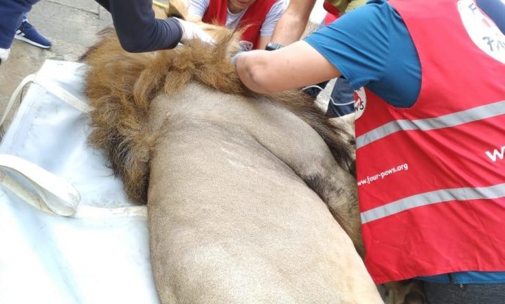 Luani i keqtrajtuar i kopshtit zoologjik të Fierit operohet me sukses