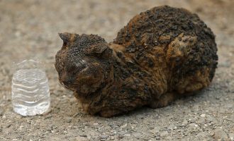 Aktorja dhuron 100 mijë dollarë për shpëtimin e kafshëve në Kaliforni