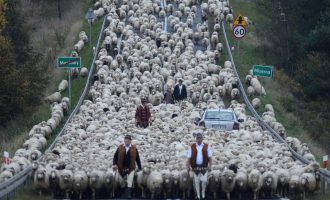 Jepen çmimet e fituesve ndërkombëtar të fotografive