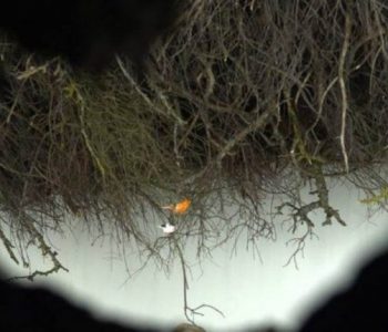 Pesë filma shqiptarë para audiencës në Toronto