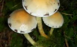 Kombinimi vdekjeprurës: Këpurdha me alkool