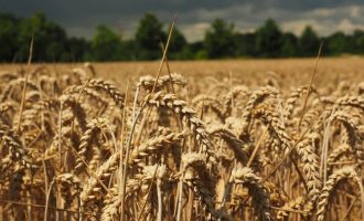 Mbi 95 për qind e grurit, importohet nga Serbia