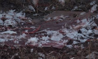 Therja e kafshëve në tregun e veturave konsiderohet e rrezikshme, askush s’e merr fajin