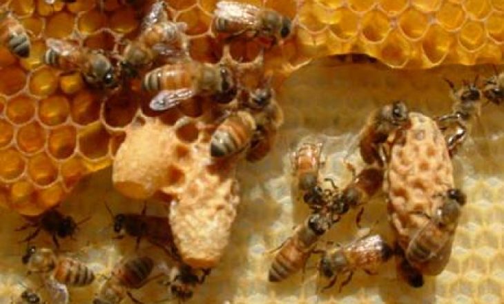 Qumështi i bletës dhe sekreti i një shëndeti të mirë