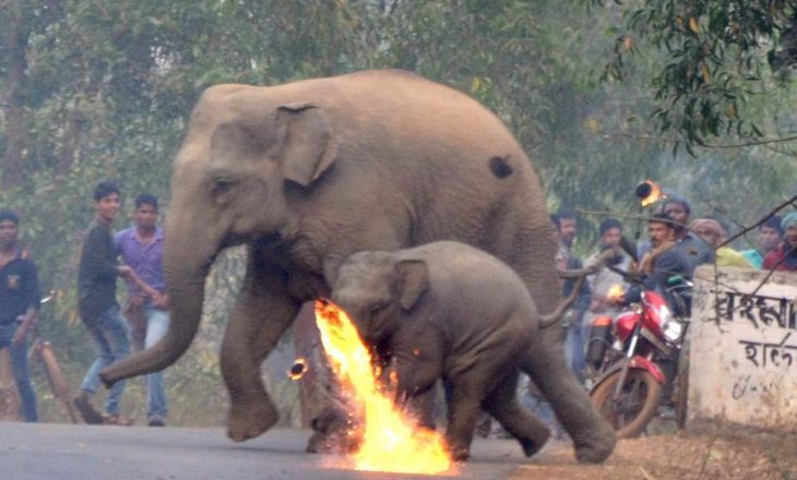 Indianët budistë sulmojnë me bomba zjarri elefantët