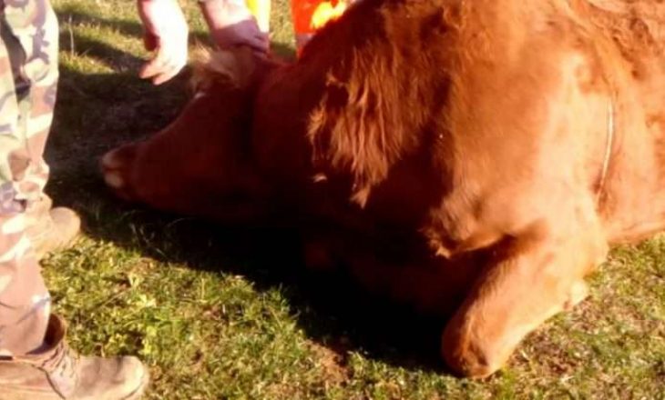 Tre të arrestuarit në Pejë tentuan ta shesin mishin e lopës së ngordhur