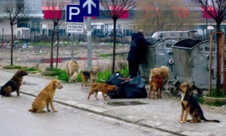 Vrasje masive e qenve në Tiranë