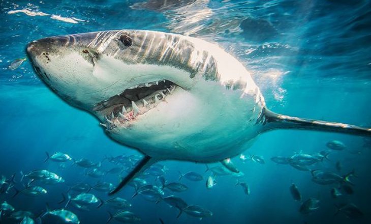 Sekreti për shërimin e kancerit gjendet tek peshkaqenët, thonë shkencëtarët