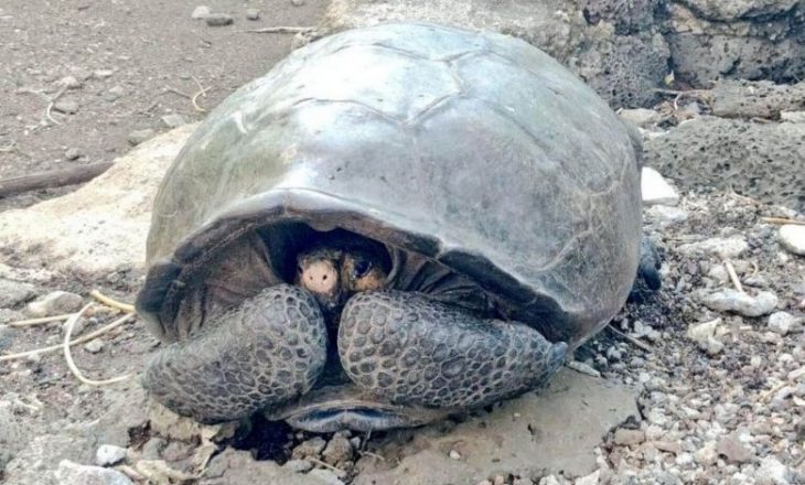 Gjendet breshka gjigante 100 vjeçare në ishullin Galapago