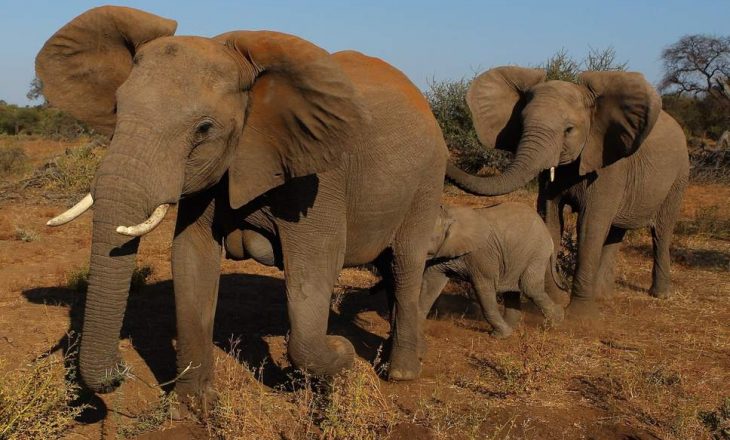 Kërkohet legalizimi i vrasjes së Elefantëve