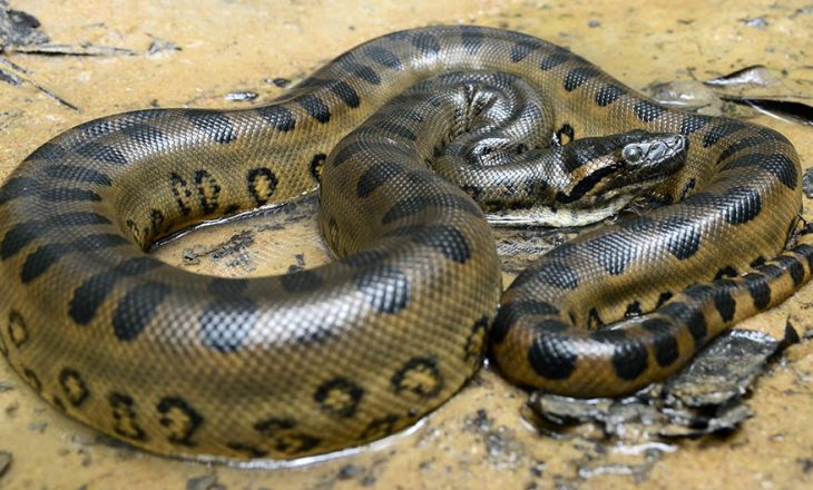 Policia indoneziane ka pranuar se e ka përdorur gjarprin për torturim të papuanëve