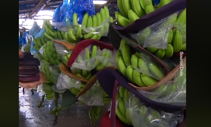 Shikoni procedurat e vështira për të nxjerrë në treg bananen