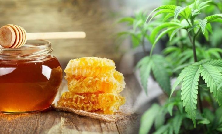 Çfarë ndikimi ka mjalti në zbutjen e alergjisë pranverore