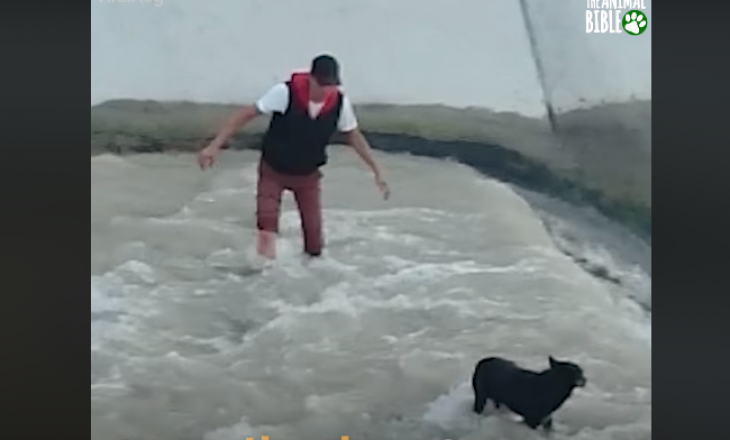 Qeni shpëtohet nga përmbytja në një ujëvarë