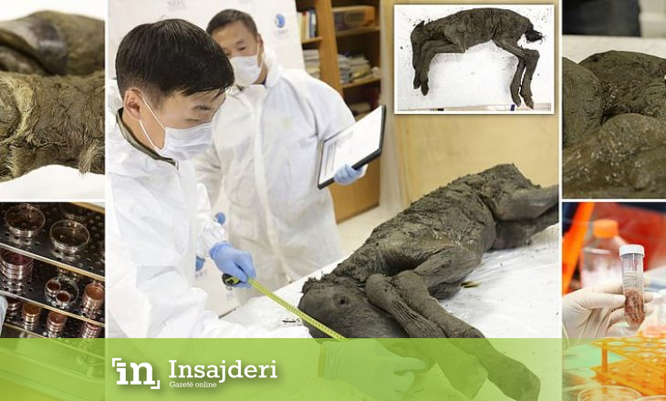 Epoka parahistorike po kthehet- shkencëtarët po klonojnë kafshën e vjetër 42 mijë vjet