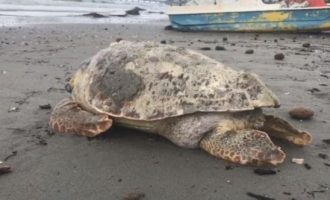 Durrës, dallgët nxjerrin në breg breshkën 100-vjeçare